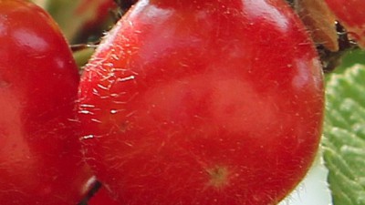 앵두나무 득템 찬스!🍒 솔직 후기 & 구매 꿀팁 대방출!